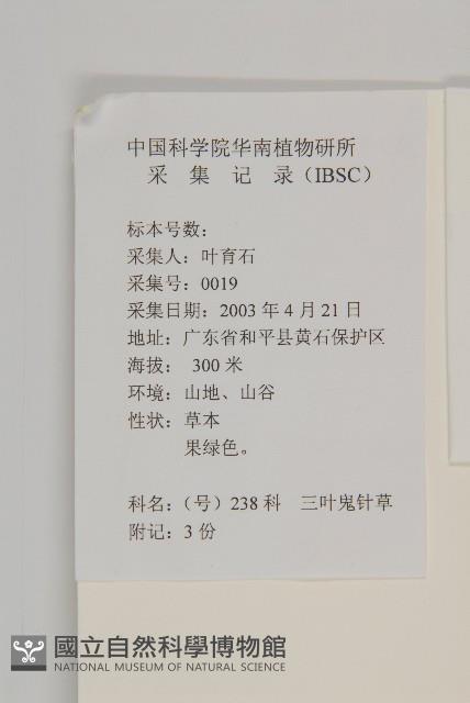 白花鬼針藏品圖，第2張