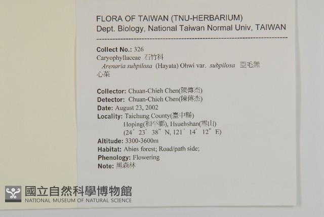 亞毛無心菜藏品圖，第2張