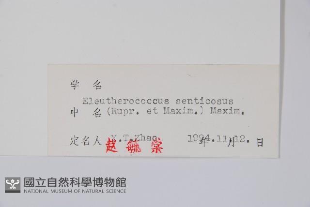 刺五加藏品圖，第2張