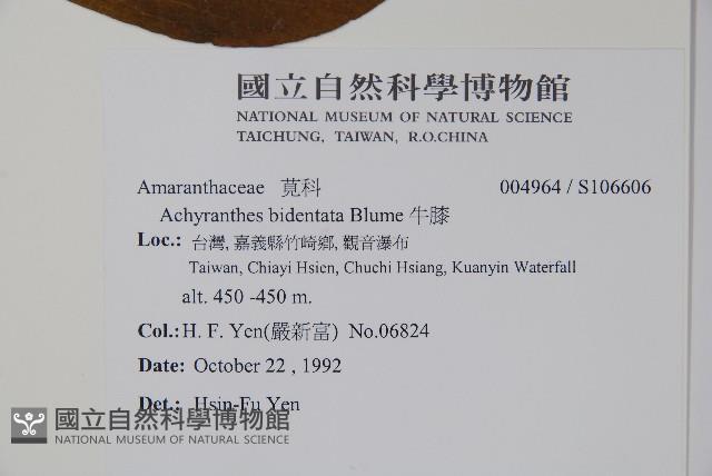 牛膝藏品圖，第2張