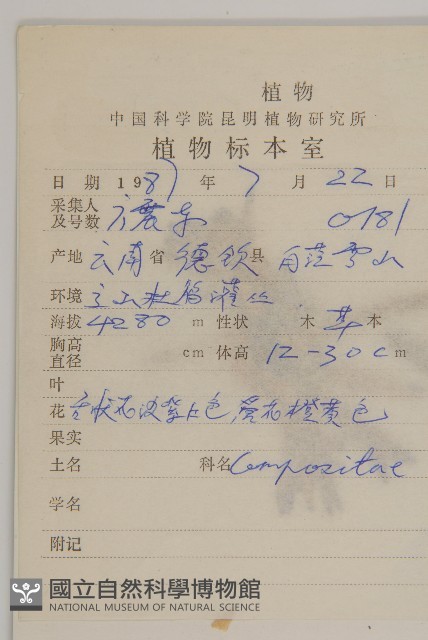 緣毛紫菀藏品圖，第2張