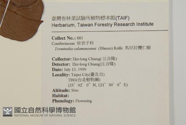 馬尼拉欖仁樹藏品圖，第2張