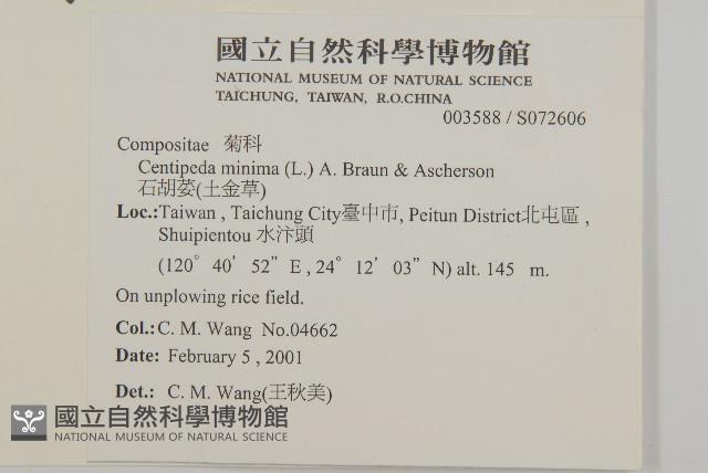 石胡荽、吐金草藏品圖，第2張