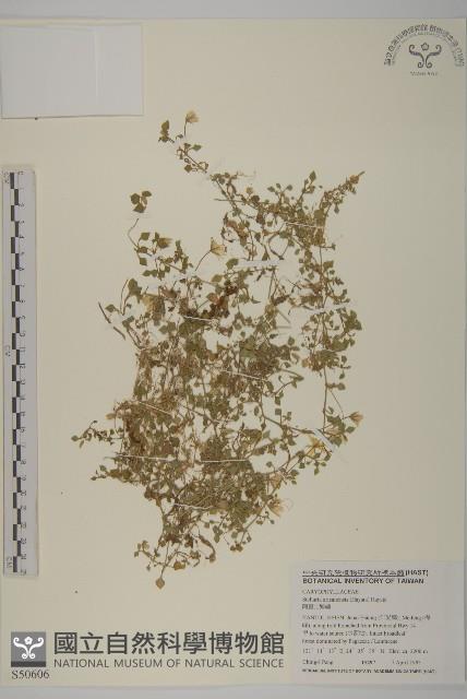 阿里山繁縷藏品圖，第1張