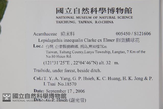 卵葉鱗球花藏品圖，第2張