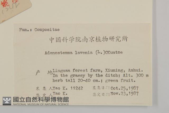 下田菊藏品圖，第2張