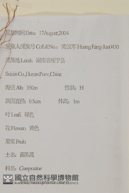 茵蔯蒿藏品圖，第2張