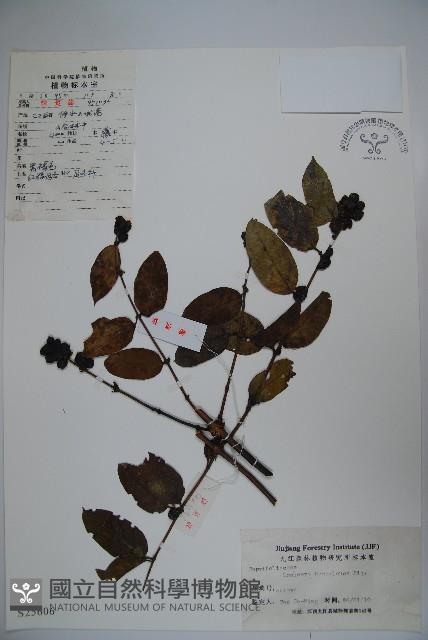 裡白忍冬、紅腺忍冬藏品圖，第1張