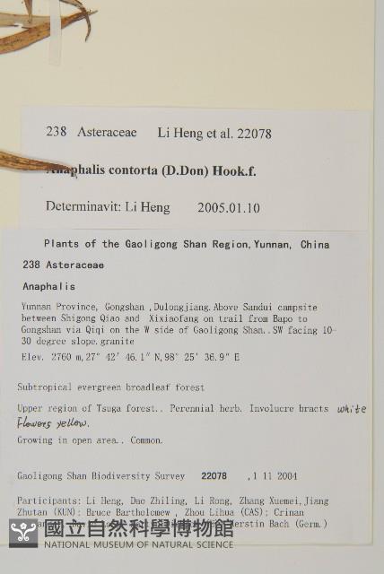 旋葉香青藏品圖，第2張