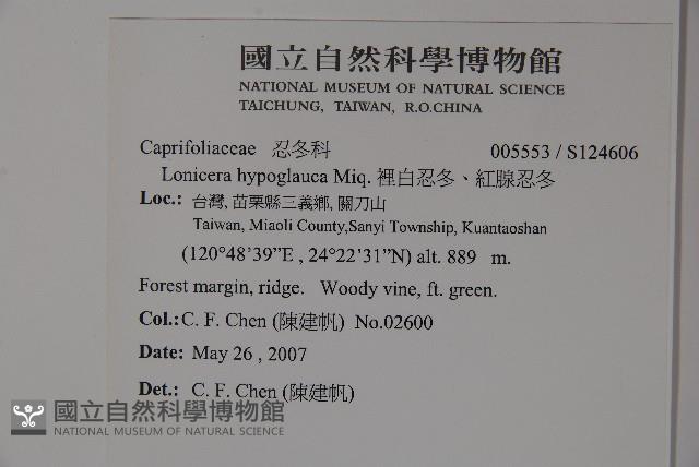 裡白忍冬、紅腺忍冬藏品圖，第2張