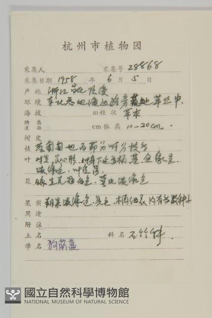 狗筋蔓藏品圖，第2張