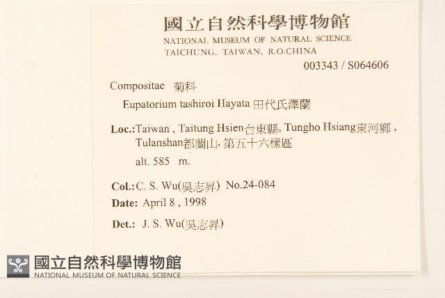 田代氏澤蘭藏品圖，第2張