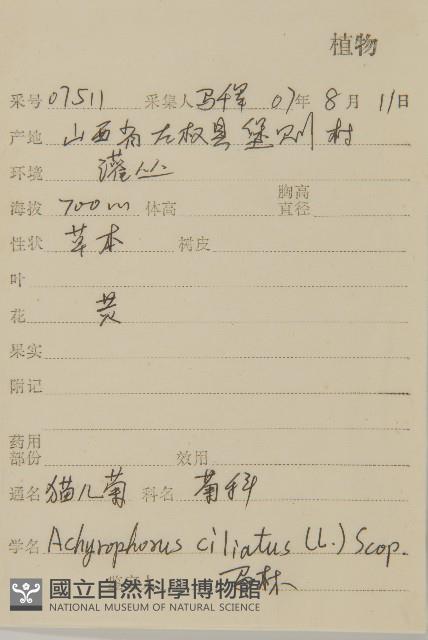 貓兒菊藏品圖，第2張