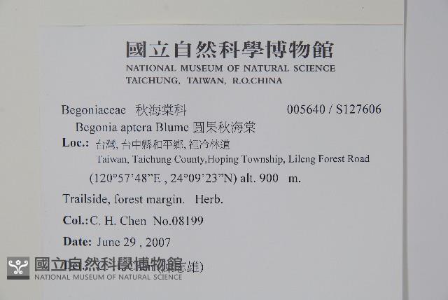 圓果秋海棠藏品圖，第2張