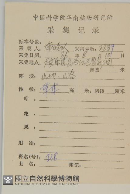 石胡荽、吐金草藏品圖，第2張