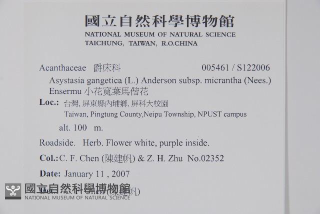 小花寬葉馬偕花藏品圖，第2張