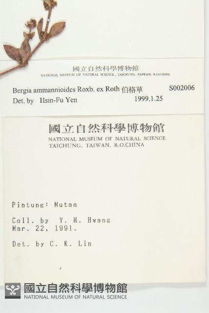 伯格草藏品圖，第2張