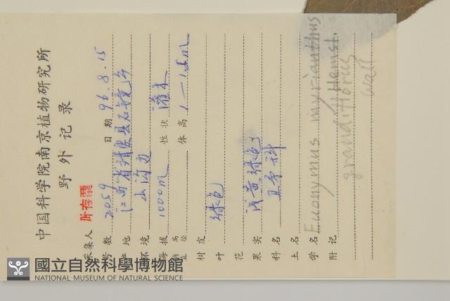 大花衛矛藏品圖，第2張