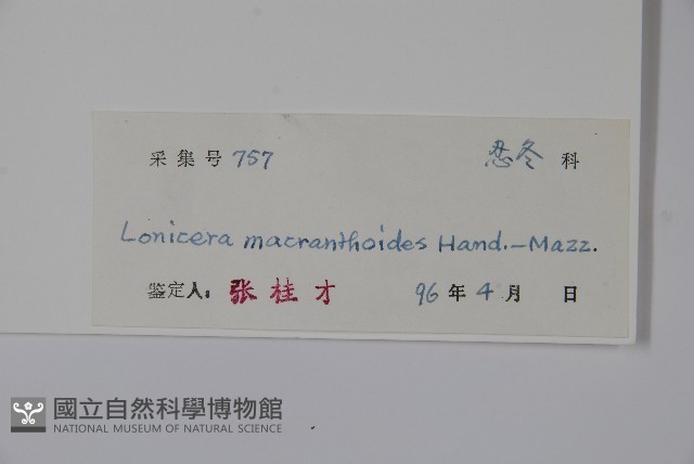 大花忍冬藏品圖，第2張