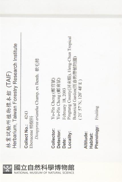 軟毛柿藏品圖，第2張