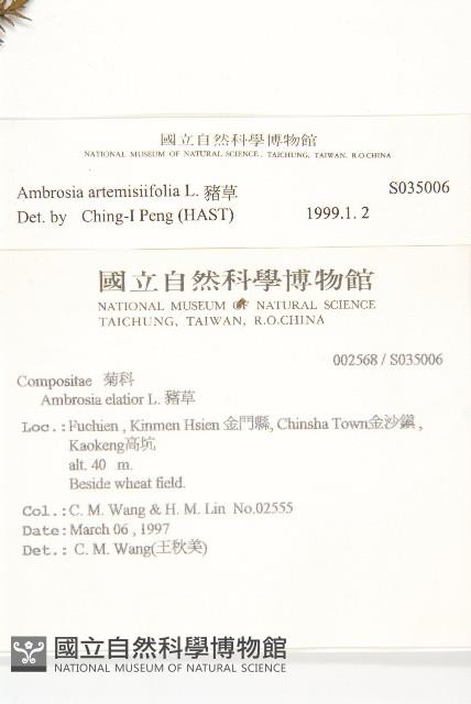 豬草、瘤果菊藏品圖，第5張