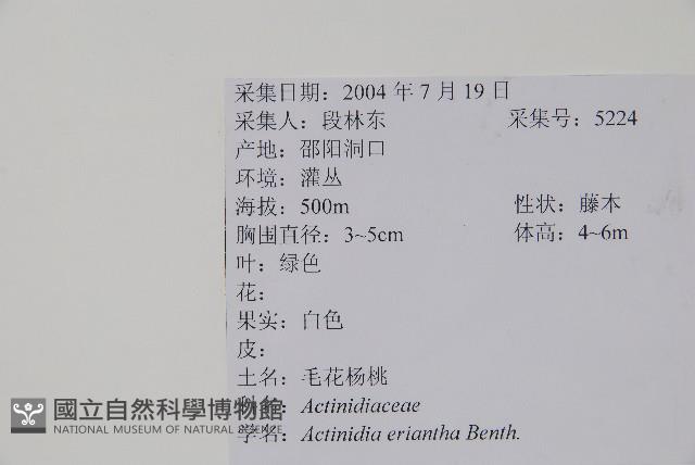 毛花楊桃藏品圖，第2張