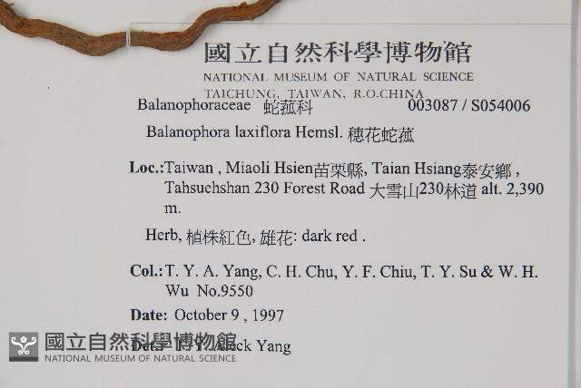 穗花蛇菰藏品圖，第2張