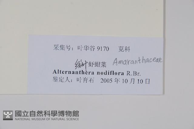 節節花藏品圖，第2張