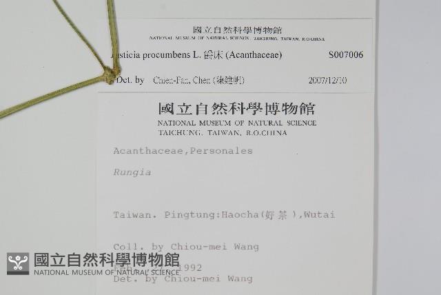 爵床藏品圖，第2張