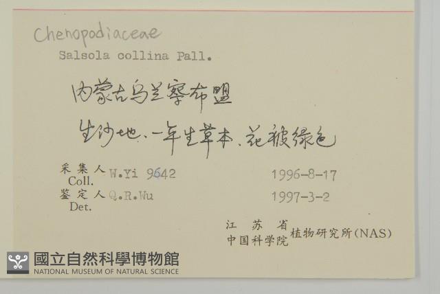 豬毛菜藏品圖，第2張