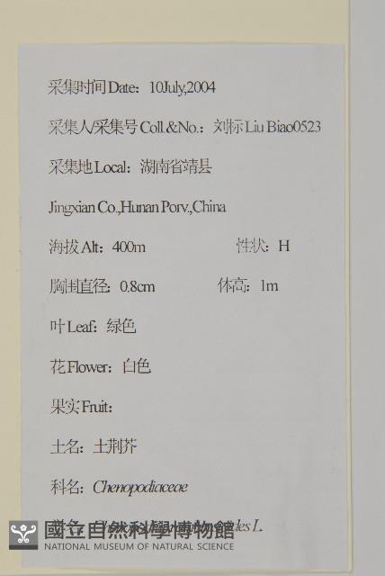 臭杏、土荊芥藏品圖，第2張