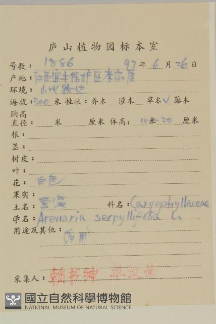 無心菜、鵝不食草藏品圖，第2張