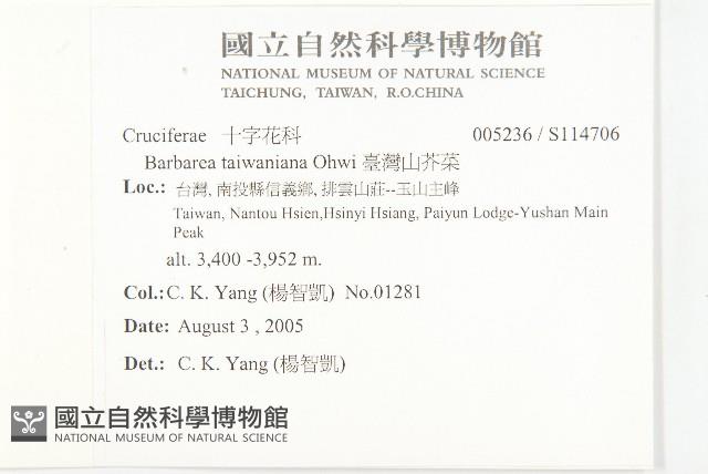 臺灣山芥菜藏品圖，第2張