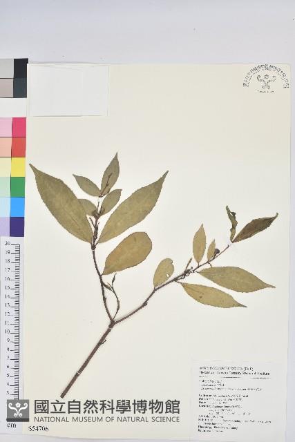 臺灣土沉香藏品圖，第1張