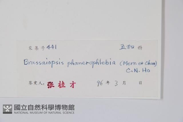 顯脈羅傘藏品圖，第2張