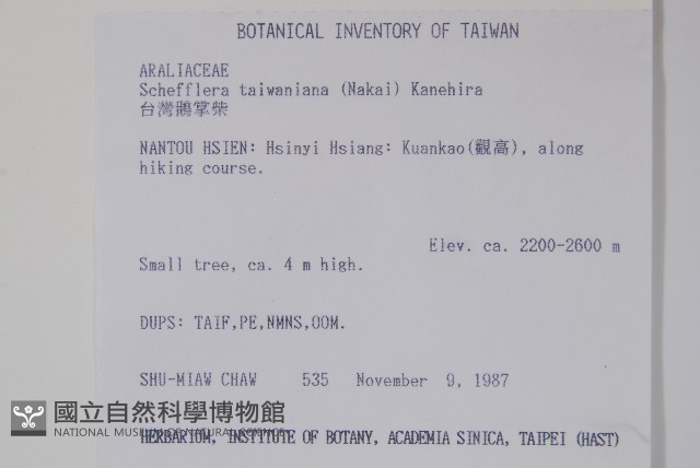 臺灣鵝掌柴藏品圖，第2張
