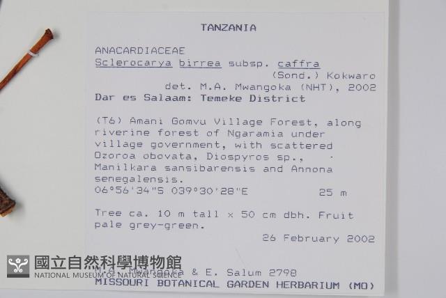 伯爾硬胡桃、酒樹藏品圖，第2張