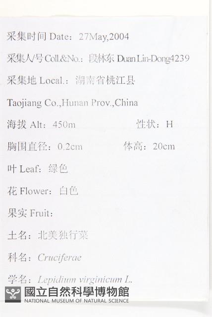 獨行菜藏品圖，第2張