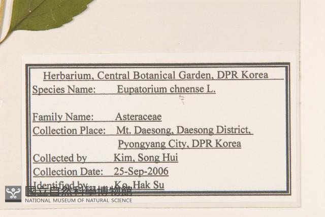 華澤蘭藏品圖，第2張