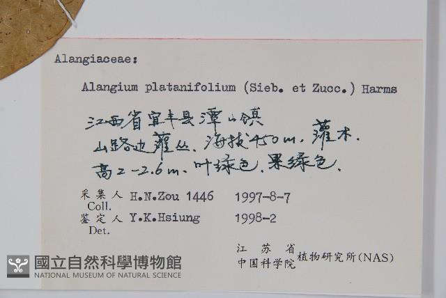 八角楓、瓜木藏品圖，第2張