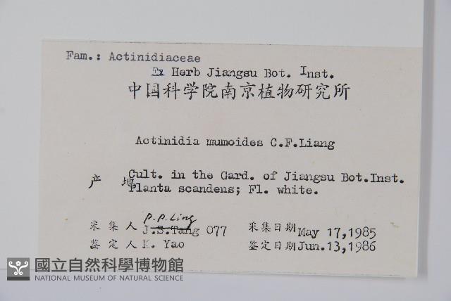 海紅豆藏品圖，第2張