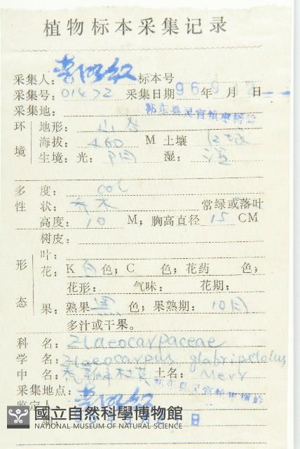 禿瓣杜英藏品圖，第2張