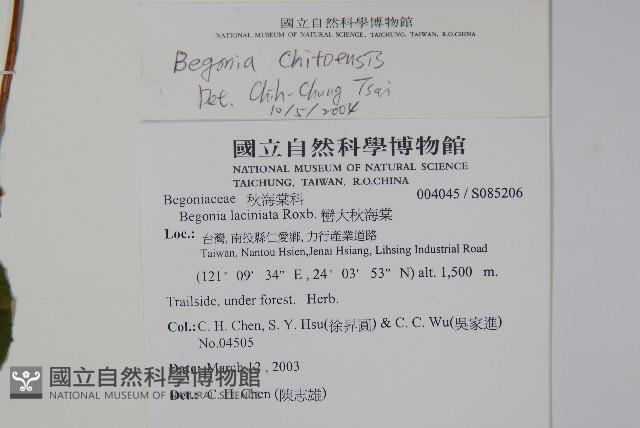 溪頭秋海棠藏品圖，第2張