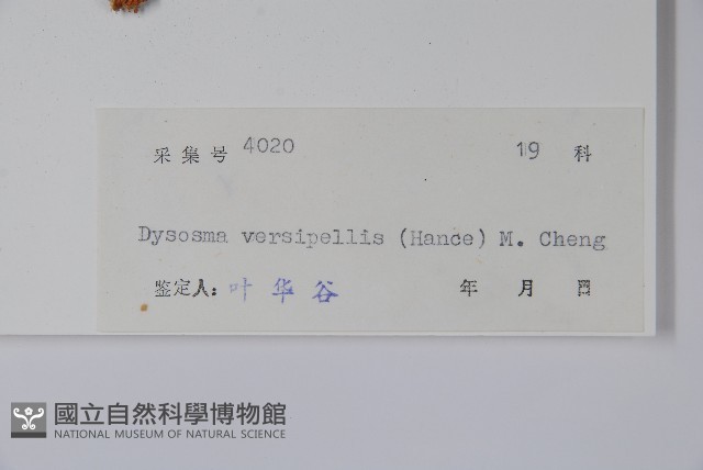 八角蓮藏品圖，第2張