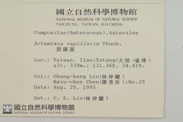 茵蔯蒿藏品圖，第2張