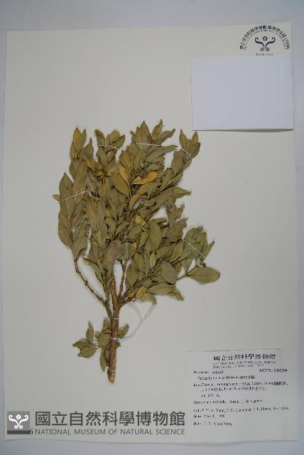 琉球黃楊藏品圖，第1張