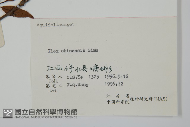 冬青藏品圖，第2張