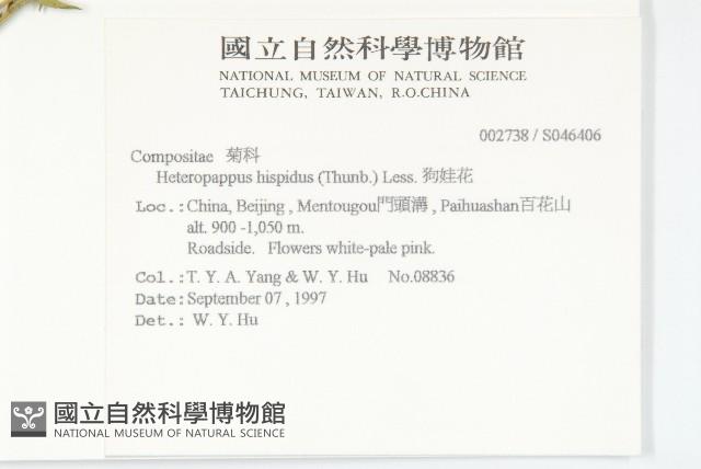 狗娃花藏品圖，第2張