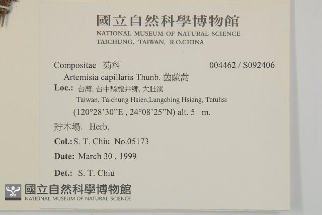 茵蔯蒿藏品圖，第2張