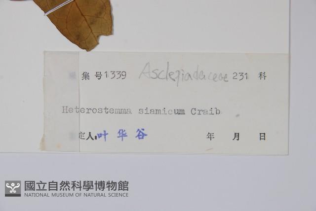 心葉醉魂藤藏品圖，第2張